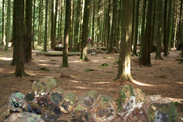  Nuestro sitio en el bosque 